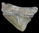 Juvenile Megalodon Tooth - Serrated Blade #56625-1